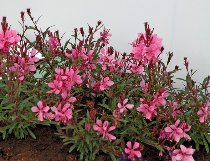 Gaura Lindheimeri 'Rubra Nana' - Vivace Compacte Aux Fleurs Roses - Conteneur 3-4 Litres - Floraison Longue (Mai-Octobre)